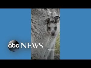 Read more about the article Kangaroo joey pokes head out of mom’s pouch