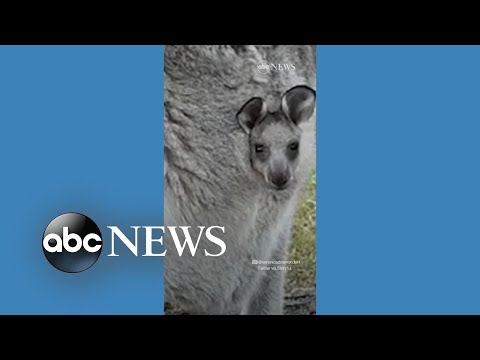 You are currently viewing Kangaroo joey pokes head out of mom’s pouch
