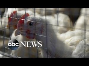 Read more about the article What to know about the deadliest bird flu outbreak in history