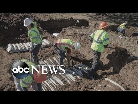 You are currently viewing 24 unmarked graves uncovered in probe of 1921 Tulsa Race Massacre