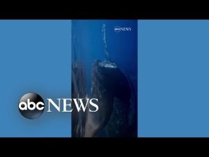 Read more about the article Divers encounter whale, calf in the Maldives