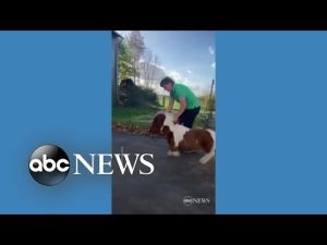 Read more about the article Meet a contender for title of world’s smallest pony