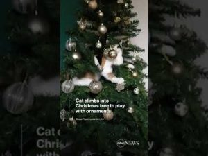 Read more about the article Cat climbs into Christmas tree to play with ornaments
