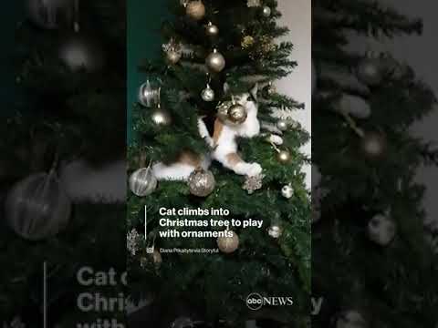You are currently viewing Cat climbs into Christmas tree to play with ornaments