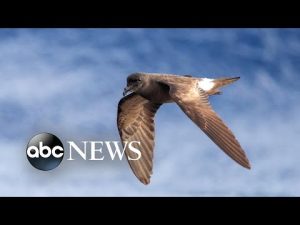 Read more about the article Rare bird found inside Hawaii Volcanoes National Park