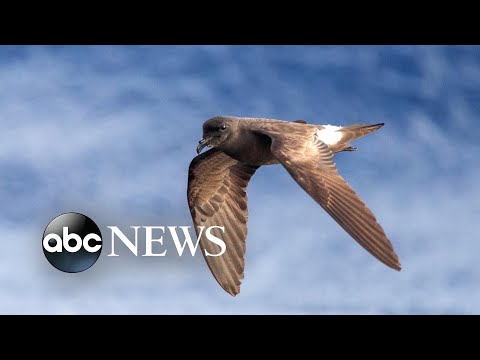 You are currently viewing Rare bird found inside Hawaii Volcanoes National Park