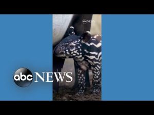 Read more about the article Zoo welcomes Malayan tapir calf