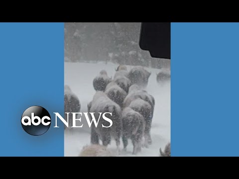 You are currently viewing Herd of bison hold up traffic in Yellowstone