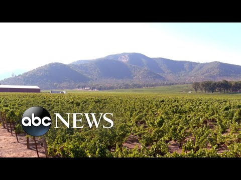 You are currently viewing ‘It’s heartbreaking’: Inside the unintended consequences of marijuana farming