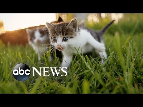 You are currently viewing New York bans selling dogs, cats, rabbits in pet stores