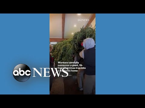 You are currently viewing 19-foot Christmas tree carried into Nashville home