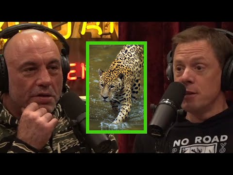You are currently viewing The Debate Over Reintroducing Jaguars to North America