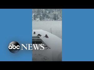 Read more about the article Otters use snow-covered jetty as personal slide