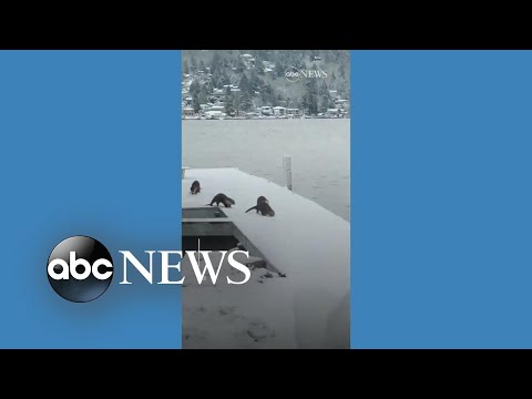 You are currently viewing Otters use snow-covered jetty as personal slide