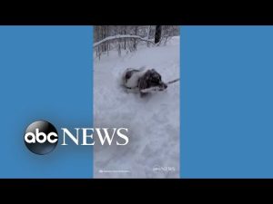 Read more about the article Dog and deer frolic in deep snow