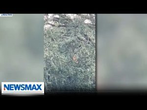 Read more about the article Snow flurries were reported in Florida