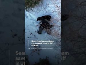 Read more about the article Search and rescue team saves dog from icy cliff in Utah | ABC News