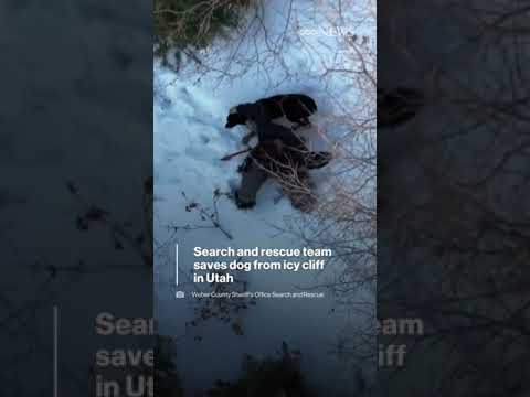 You are currently viewing Search and rescue team saves dog from icy cliff in Utah | ABC News