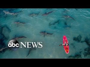 Read more about the article Sharks in Israel, panda keepers in China: World in Photos, Dec. 29