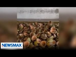 Read more about the article 600lbs of fentanyl found stuffed in coconuts