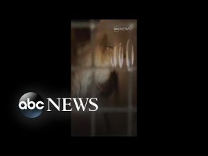 Read more about the article Lion cubs orphaned during war in Ukraine arrive at Minnesota animal sanctuary