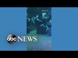 Read more about the article Aquarium installs nativity scene in shark tank