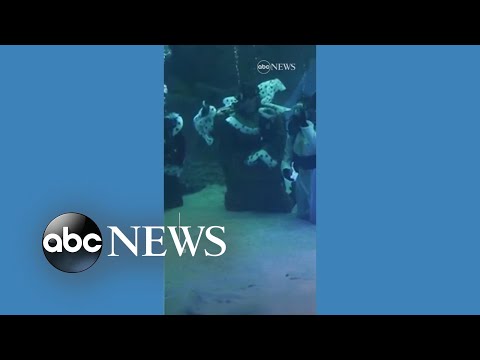 You are currently viewing Aquarium installs nativity scene in shark tank