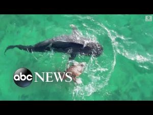 Read more about the article Turtle fights off tiger shark