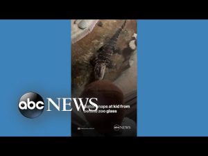 Read more about the article Gator snaps at kid from behind zoo glass