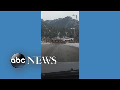 You are currently viewing Herd of elk stops drivers in their tracks