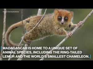Read more about the article Madagascar faces millions of years of extinctions due to human activity: Scientists