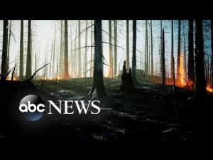 Read more about the article Heavy rain in California benefits state’s forests, experts say