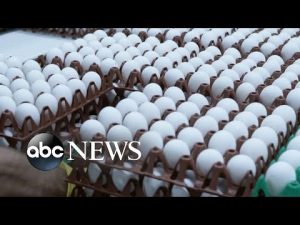 Read more about the article Egg prices skyrocket