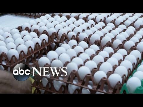 You are currently viewing Egg prices skyrocket