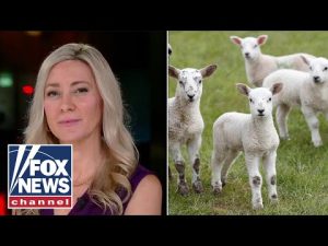Read more about the article Michigan city allowing backyard animal sacrifice