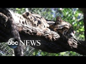 Read more about the article Dallas Zoo closes to search for missing clouded leopard
