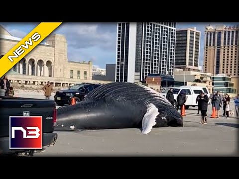 You are currently viewing UNSPEAKABLE CRUELTY?! See Who Is Responsible For This Horror Show Off The Coast Of New Jersey