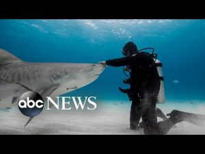Read more about the article Shark attack survivor Paul de Gelder’s new book about protecting sharks