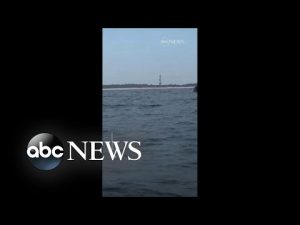 Read more about the article Humpback whales breach off the coast of North Carolina