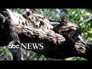 Read more about the article Dallas police investigating fences cut at Dallas Zoo exhibits