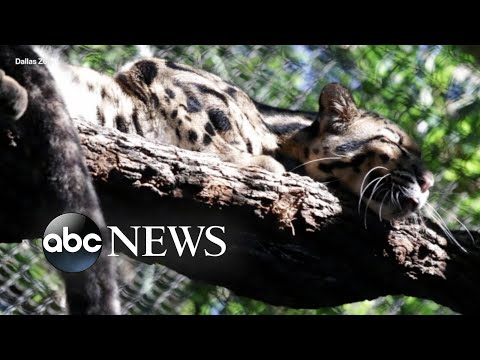 You are currently viewing Dallas police investigating fences cut at Dallas Zoo exhibits