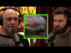 Read more about the article Forrest Galante on the Myth of Giant Anaconda’s in the Amazon