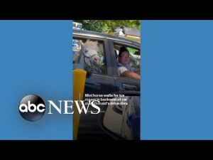 Read more about the article Mini horse waits for ice cream in back seat of car at McDonald’s drive-thru
