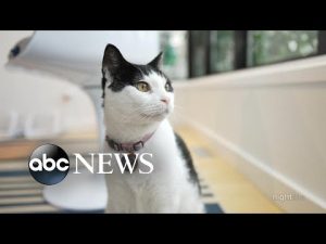 Read more about the article ‘Talking’ pets make a big splash on social media