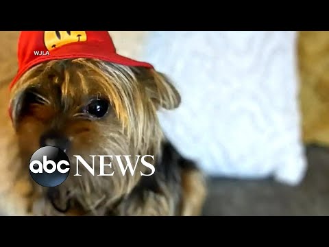 You are currently viewing Former Marine uses training to track down a dognapper
