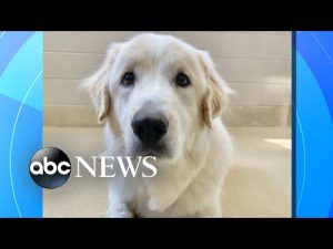 Read more about the article Dog finally finds forever home