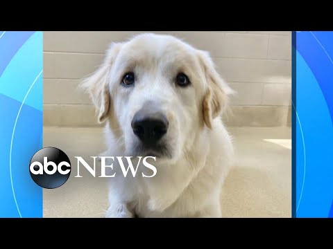 You are currently viewing Dog finally finds forever home