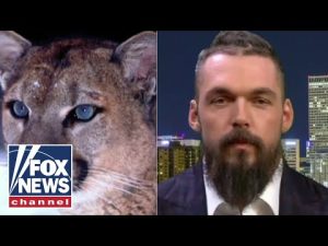 Read more about the article Ex-NFL player takes down mountain lion with bow and arrow