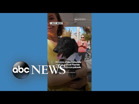 You are currently viewing Dozens of dachshunds walk in annual Wienerpalooz parade