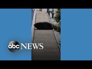 Read more about the article Elephant seal interrupts business on Australia pier